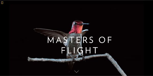 Nat Geo uses videos extensively for a great web experience